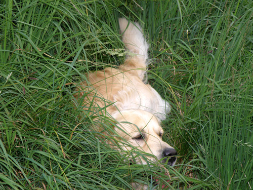 Relaxen im Gras